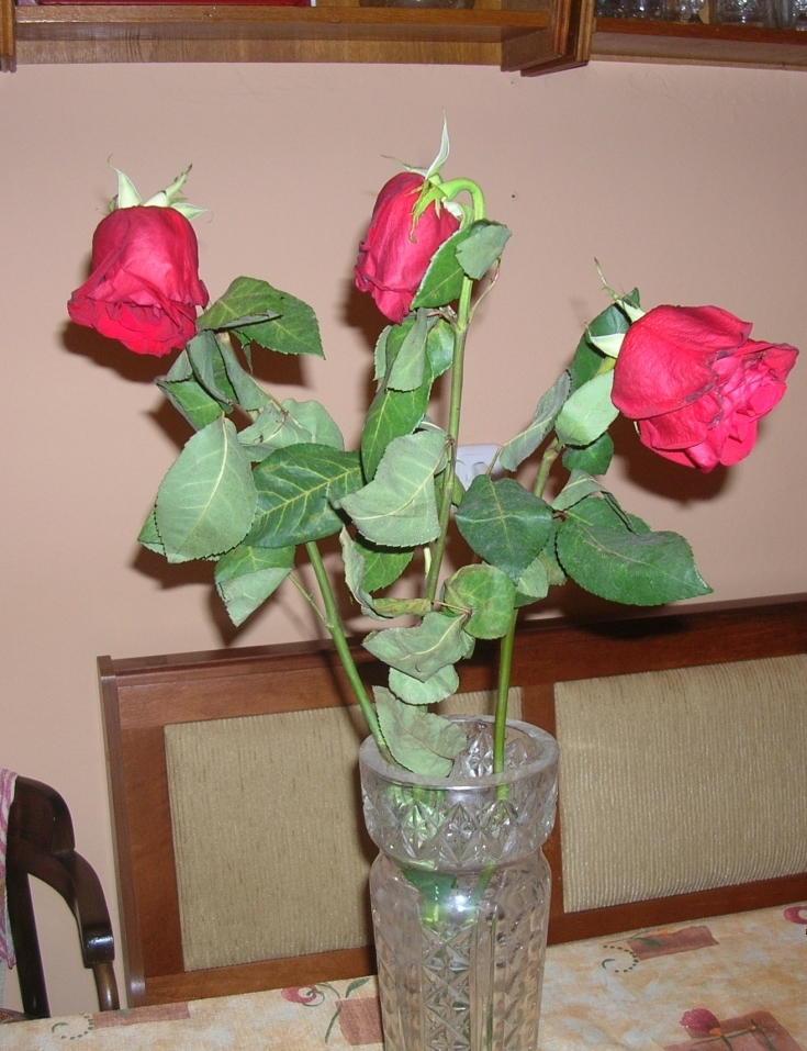 Почему вянут розы в вазе. Живые цветы покрыть лаком. Цветок который быстро вянет. Как оживить розы.