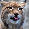 Lynx