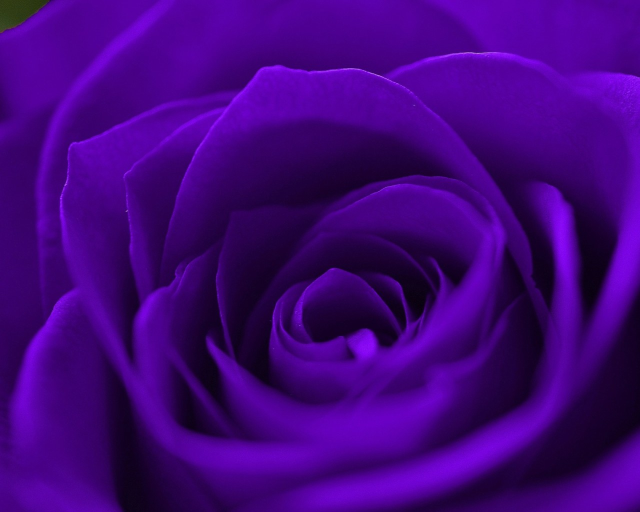 пурпурные розы скачать