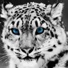 spotted.cat