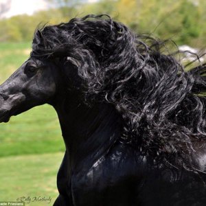 Тыгыдынский конь
