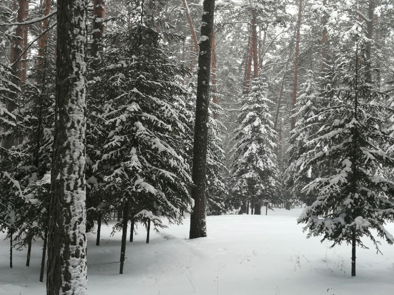 Лагерь чудолесье бердск фото