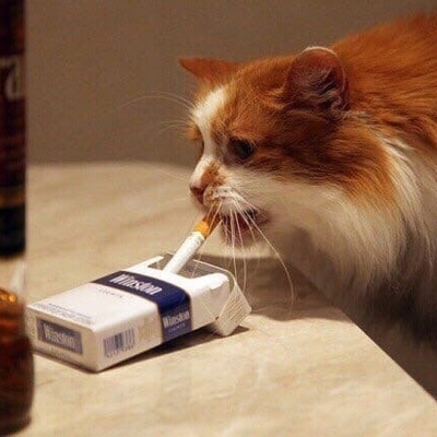 Курящий кот