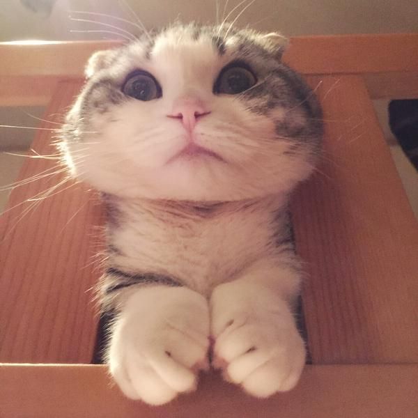 Смешные котики фото до слез