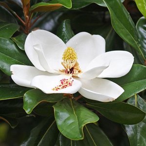 Magnolia