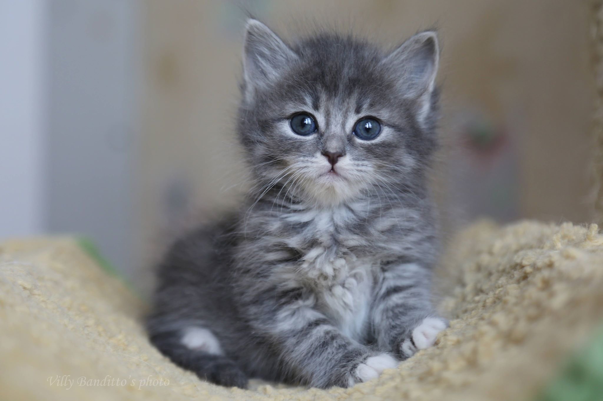 Маленький серенький похож. Манчкин серый котенок. Сибирский котенок серый. Серый отёнок. Маленький серенький котенок.