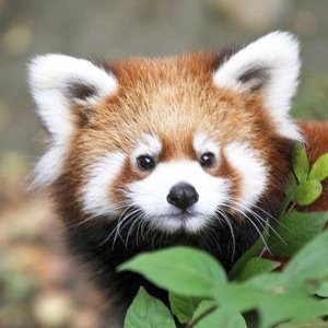 Red_panda