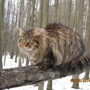 Альфред Николаев