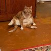 Виолетта Васильева