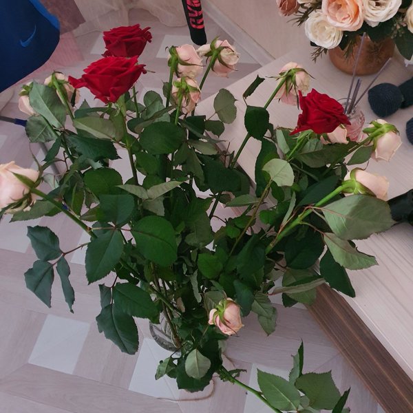 Купить маки екатеринбург цветы цветы кирова домодедово