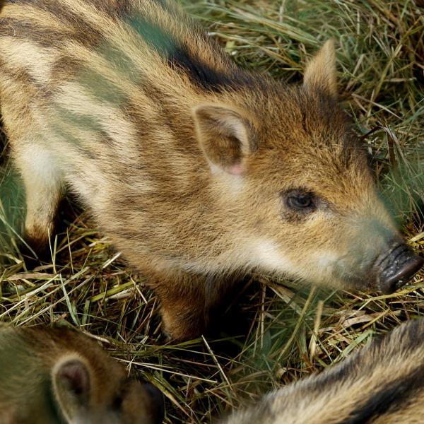 маленький кабанчик!!!!
Костромской зоологический парк