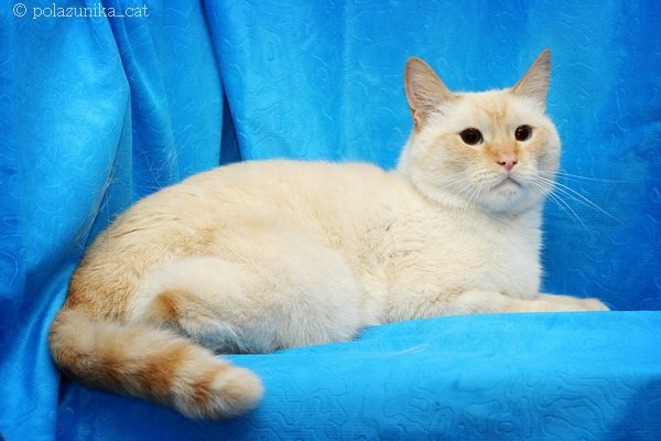 Кошка Ред Пойнт Фото