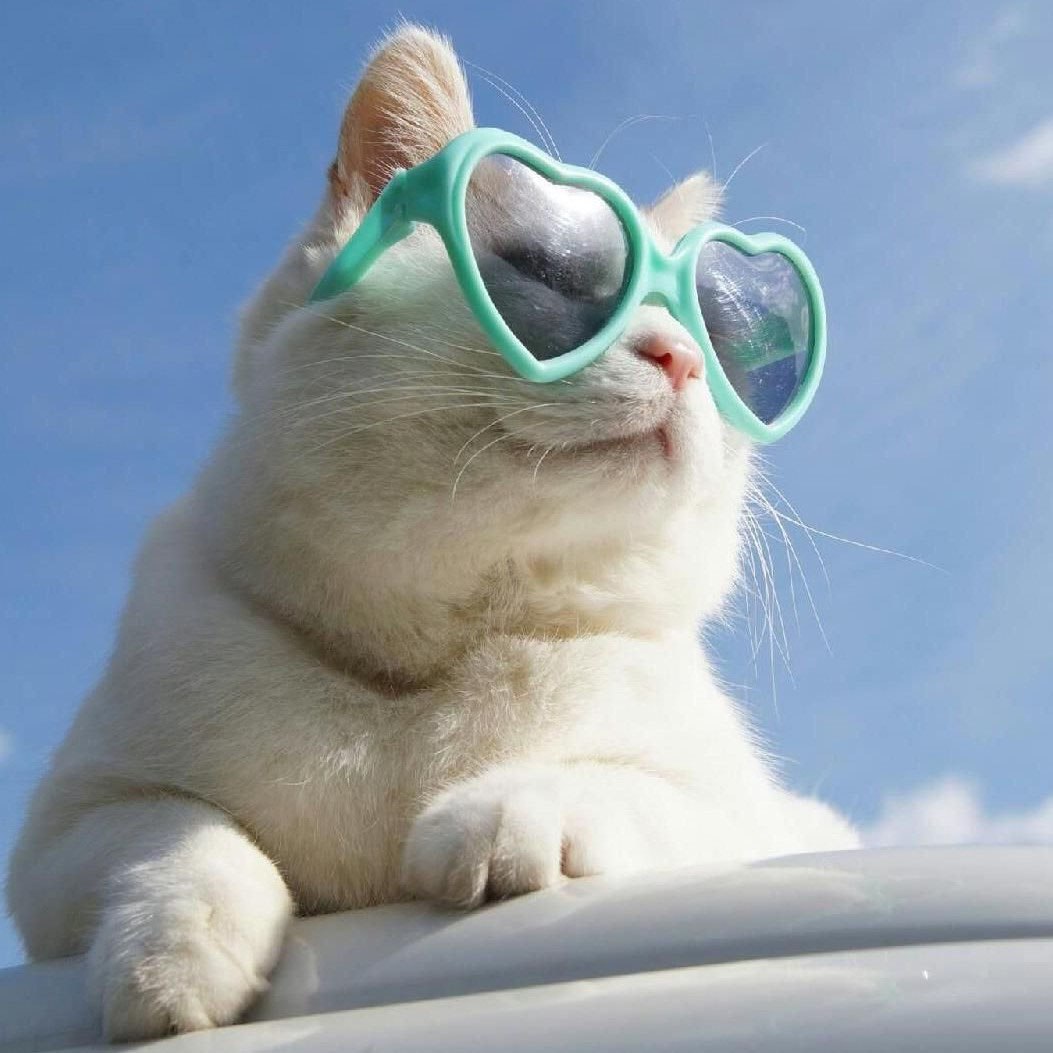 Кот в очках на пляже