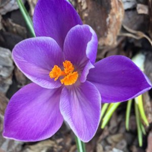Анна