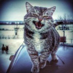 Николай Сокольский