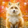 Fancy fox