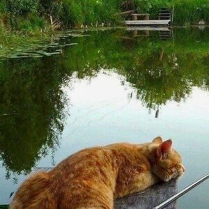 cat_fish