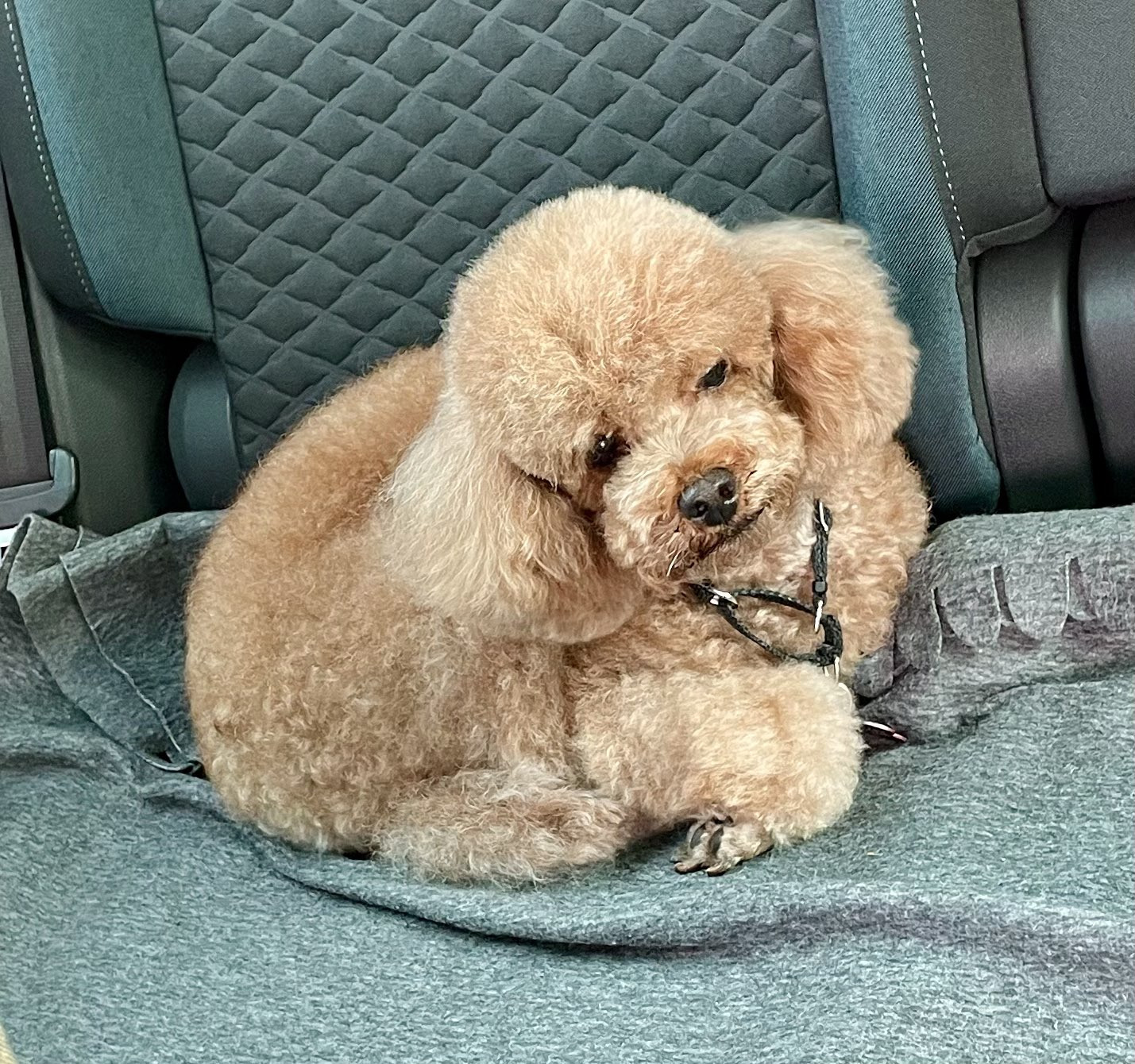 Пудель кусается. Королевский пудель и той пудель. Пудель кусается. Карликовый пудель улыбчивый. Пудель кусается.