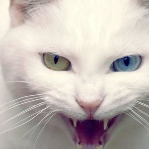 Злыдня Летучая