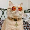 Костя