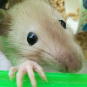 Olga