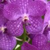 Vanda Enion