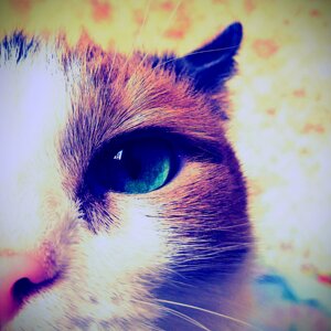 Катерина