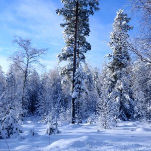 Коврова Инна