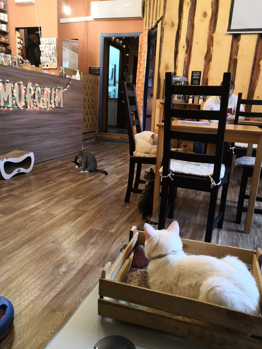 Campfire cat cafe