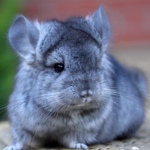 Антон Гладун