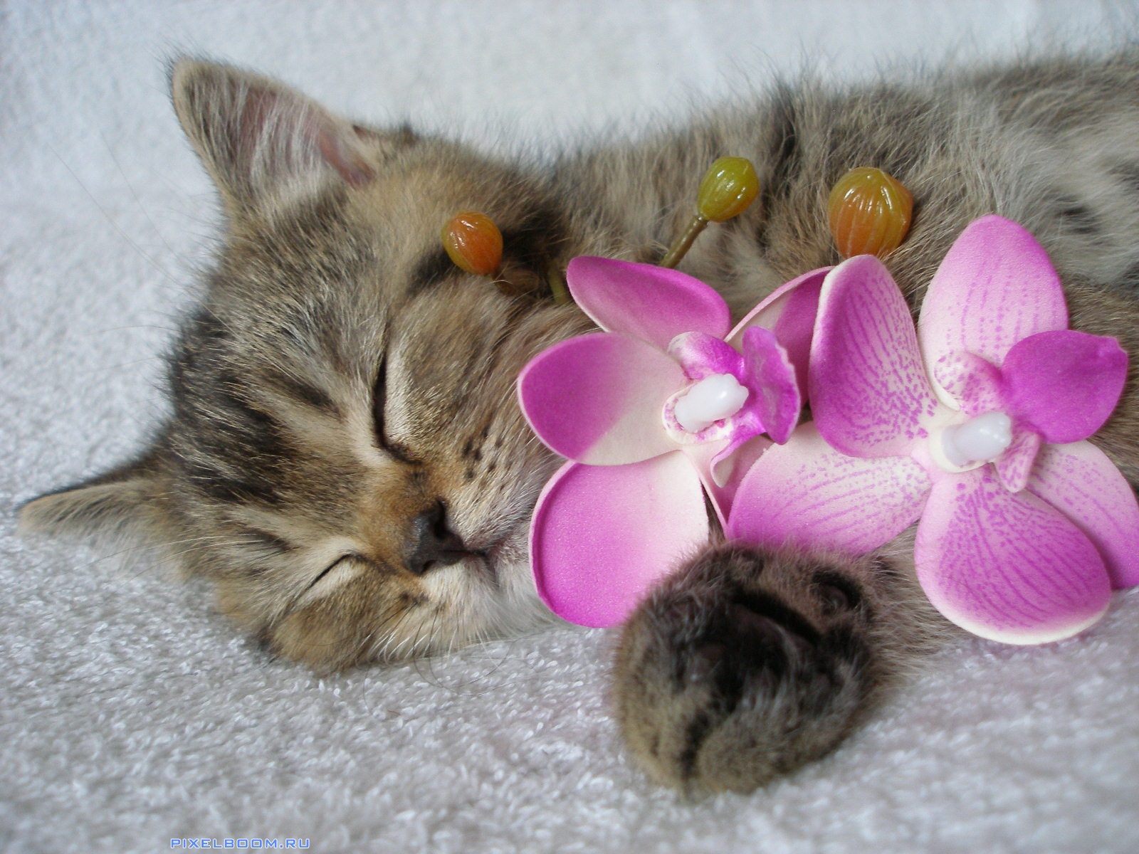 Спокойной ночи мартовской картинки весенние. Кот и цветы. Орхидея и кошки. Котёнок с цветком. Красивые цветы и животные.
