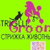 Striglli Groom