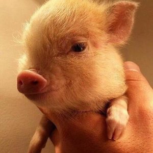 Настя Антонова