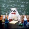 Cat Scientist