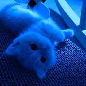 Angelina Alexandrovna