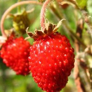 Аркадий Канский