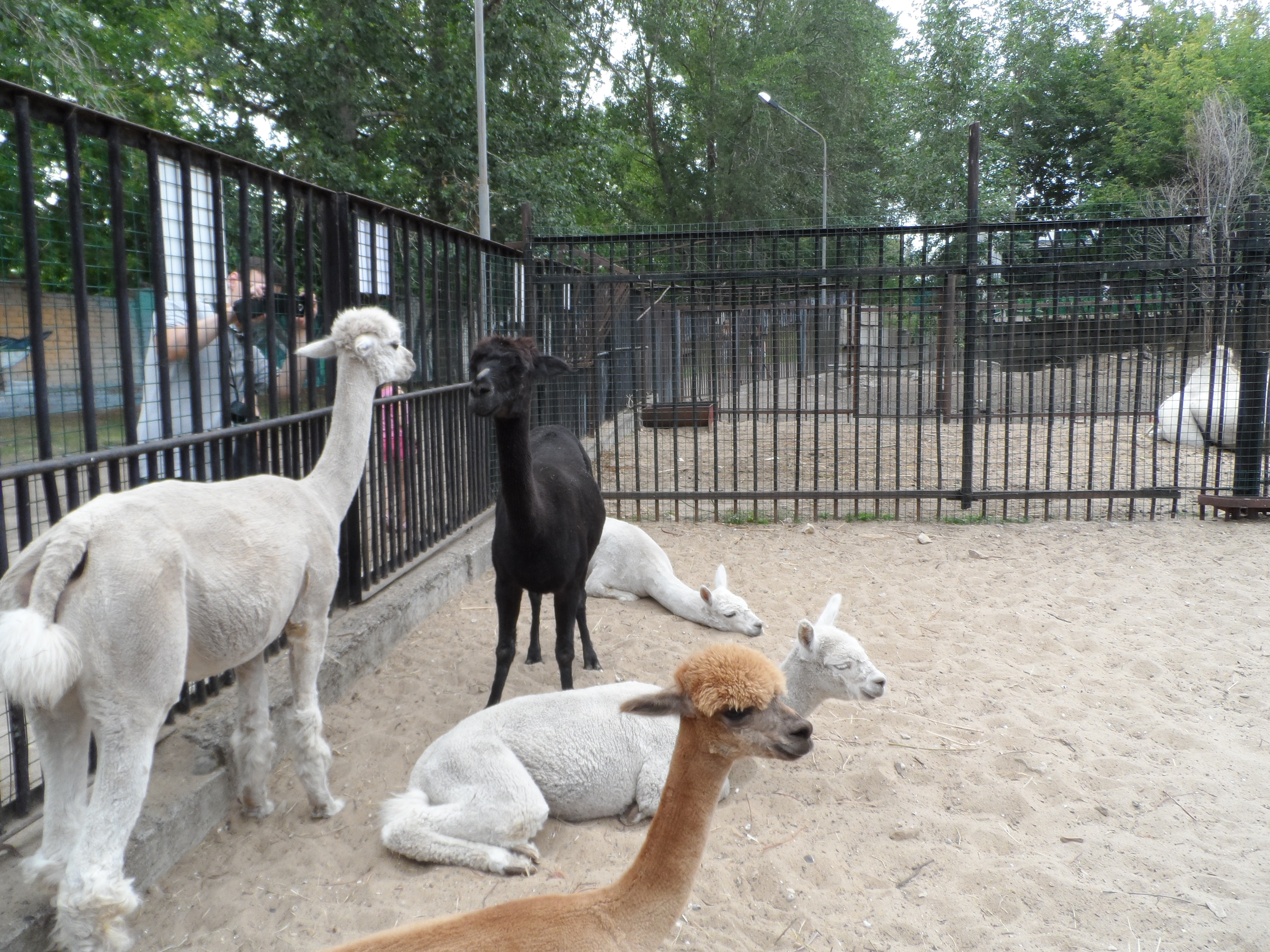 новый казанский зоопарк