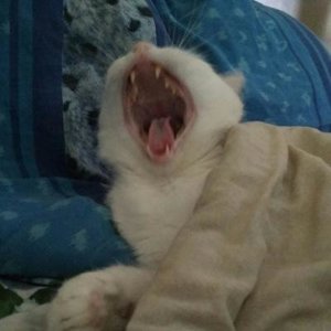 Ваня Кокорин