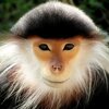 LANguR