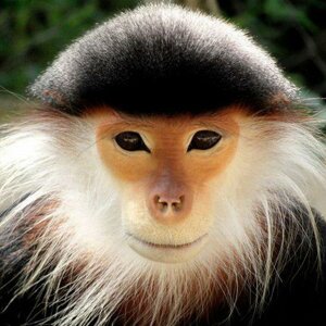 LANguR