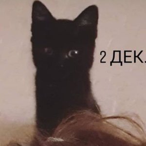 Redaktor Kvis