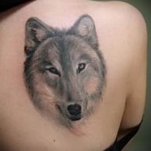 volchonok