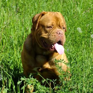 Pavel