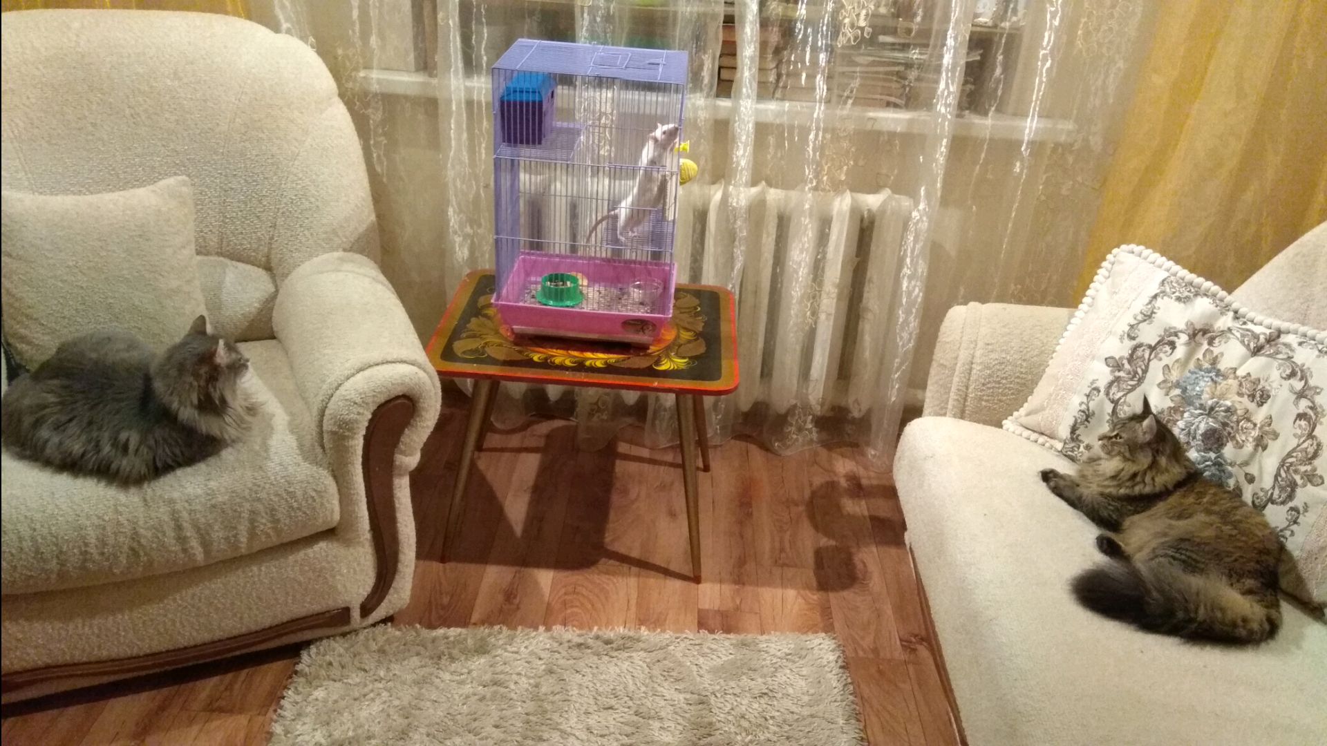 Petshop Ru Интернет Магазин Омск