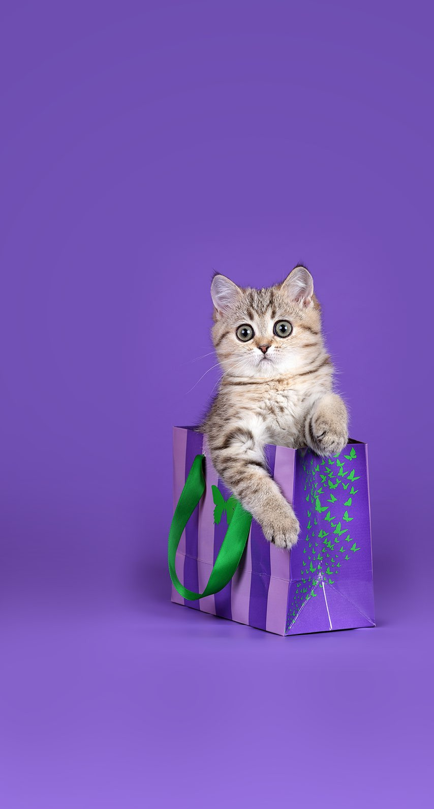 Кот на фиолетовом фоне