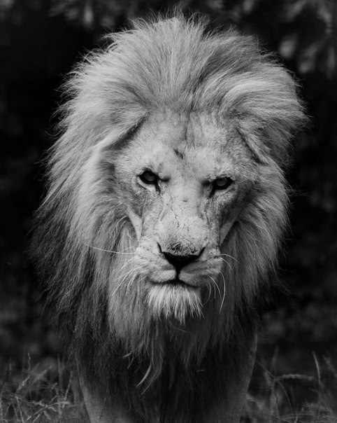 Aaron Blaise Brings Expert Animation Instruction to the Masses Big cats art, Lio
