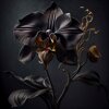 Black Orchid