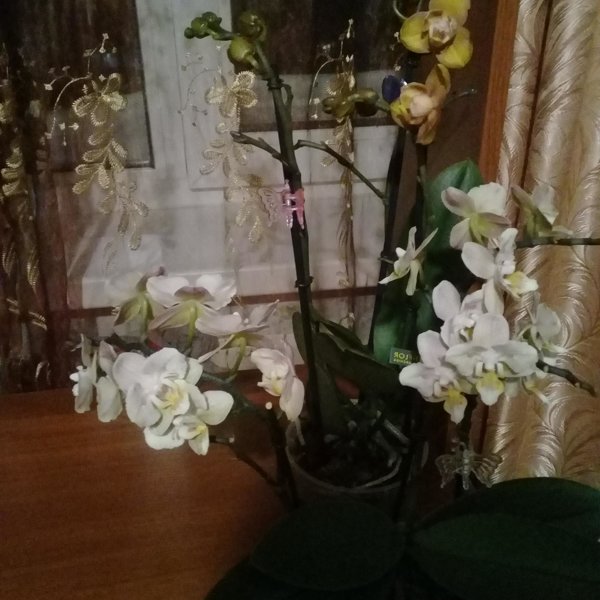 Орхидея 22 Ру Интернет Магазин Барнаул Каталог