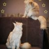 Княгиня Ольга