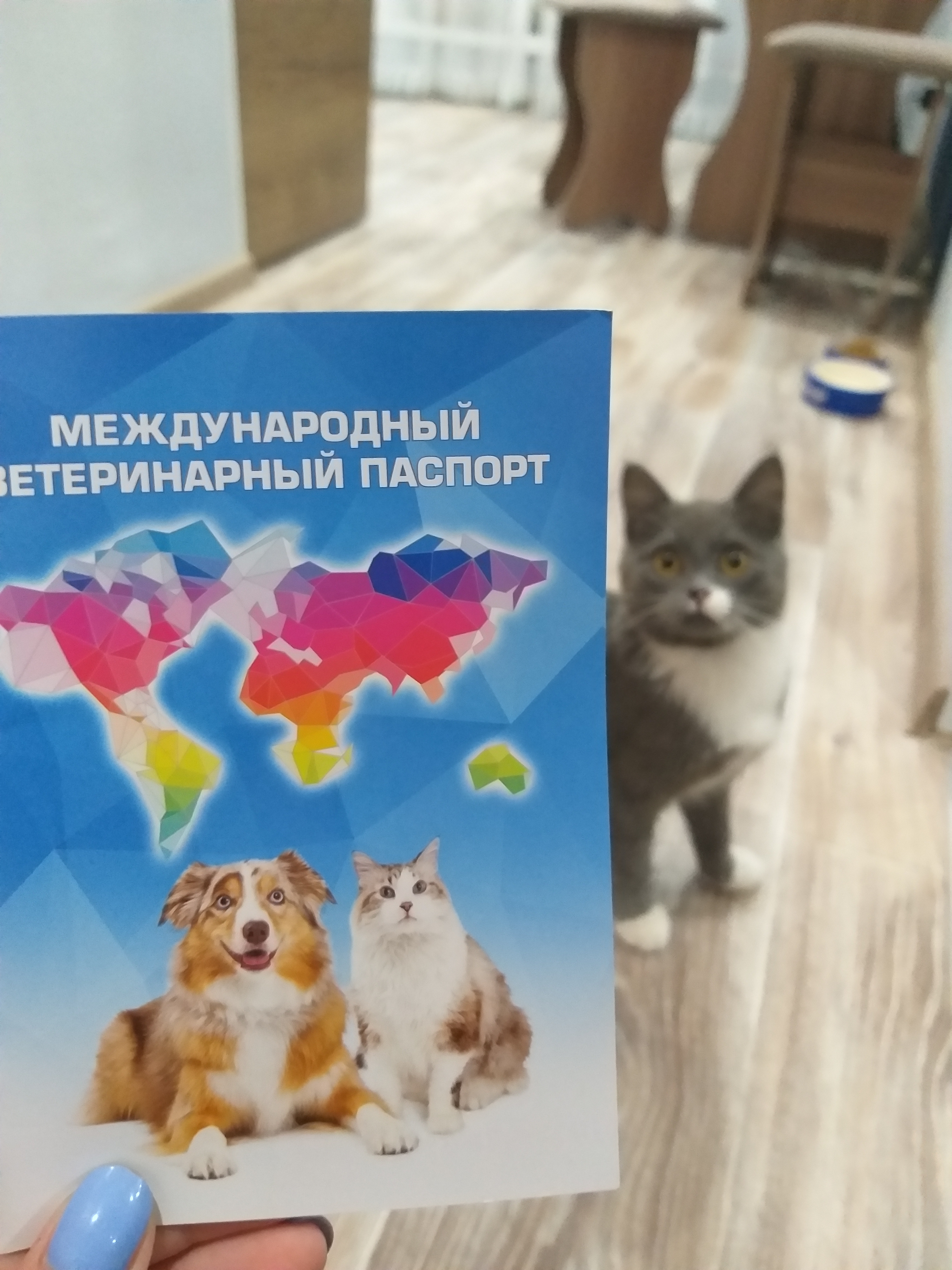 Первичный осмотр 400 руб в Любимчик Вет